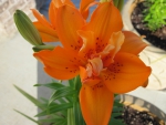 Orange Lilies