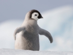 Baby_Penguin_Antarctica