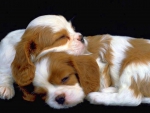 Cute Puppies