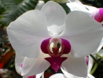White Orchid