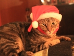 Santa Frankie
