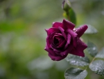 purple rose