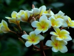 Plumeria
