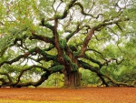 ~Oak Tree~