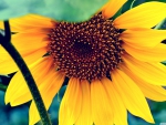 Sun flower _ macro