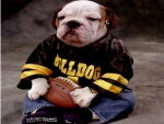 a real bulldog fan