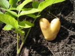 Potato Heart