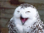 happy owl