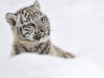 baby tiger