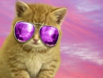Cool Cat For Luna