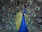 ~Blue Indian Peacock~