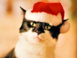~Christmas Meow~