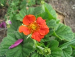 Orange Flower