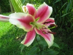 Pink Lily