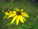 Rudbeckia