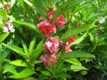 Garden Balsam