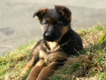 Sweet little German Shepherd