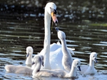 Mother Swan