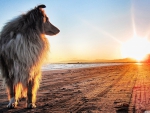 Lassie at sunshine