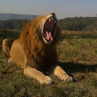 Lions Roar
