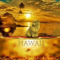 the cat in hawaii