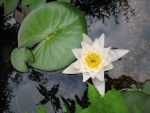 Water lily