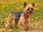 *** Yorkshire terrier ***