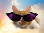 Heavenly Cool Cat ~ For Luna