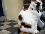 Calico cat