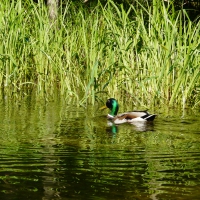 Krutynia river in Poland