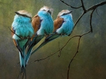 Beautiful Birds