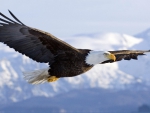 The Majestic Bald Eagle