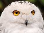 Snowy Owl