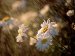 RAINY DAY DAISIES