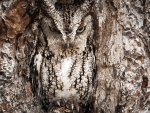Eastern Screech Owl