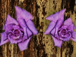 Purple Roses