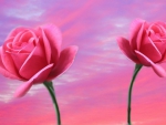 Pink Roses