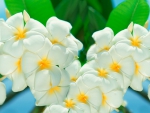 White Plumerias