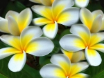 Plumeria