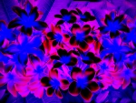 Abstract Plumeria Blossoms