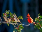 *** Cardinal and friends ***