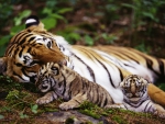 tiger and babies