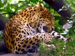 leopard