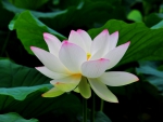 White Lotus