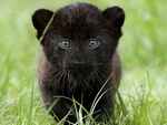 Little Black Panther