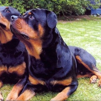 Focused Rottweilers