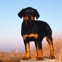 Doberman Puppy