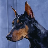Doberman Pinscher