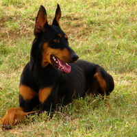 Happy Doberman 