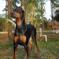 Great Doberman 